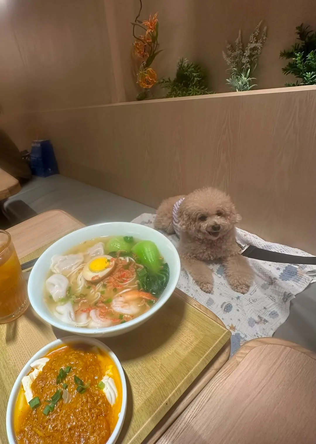希慎廣場 KiKi 麵店狗狗室內用餐